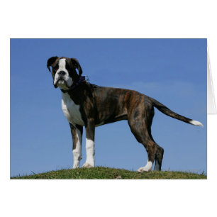 Chiot de boxeur de bébé de 3 mois