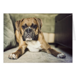 Chiot de boxeur de faon