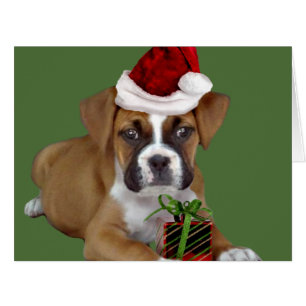 Chiot de boxeur de Noël