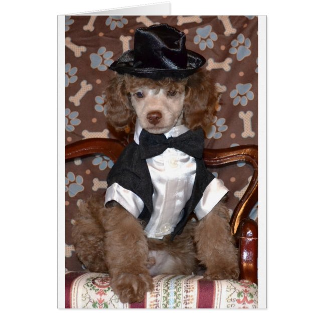 Chiot de caniche Brown en costume (Devant)