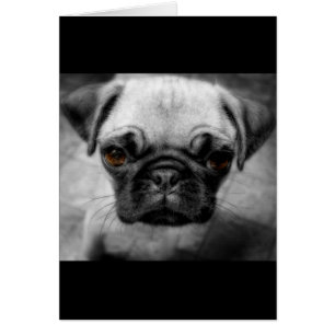 Chiot de carlin