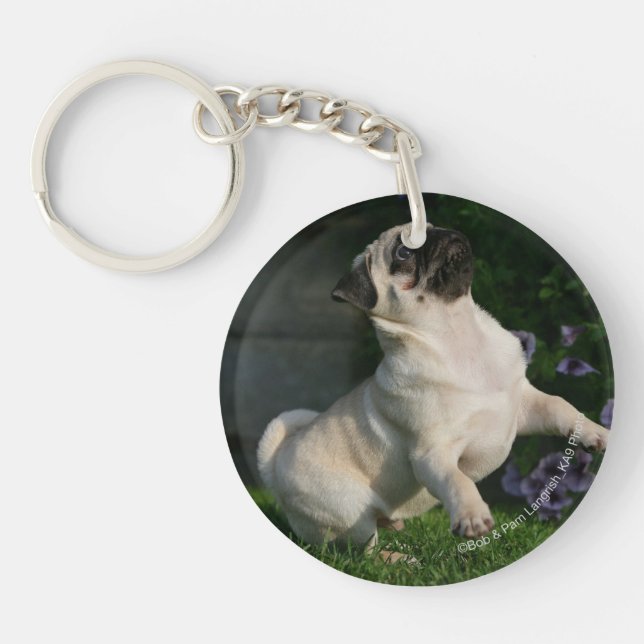 Chiot de carlin de faon (Devant)