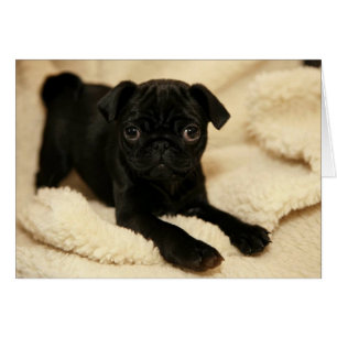 Chiot de Carlin noir