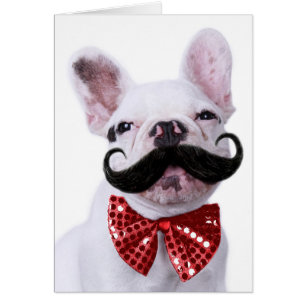 Chiot de chien de Taureau de Français avec la