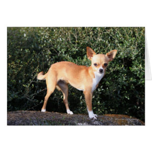 Chiot de chiwawa de tasse de thé
