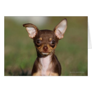 Chiot de chiwawa regardant l'appareil-photo
