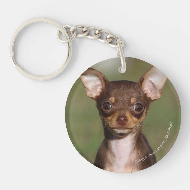 Chiot de chiwawa regardant l'appareil-photo (Devant)