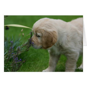 Chiot de golden retriever