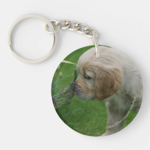 Chiot de golden retriever
