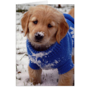 Chiot de golden retriever