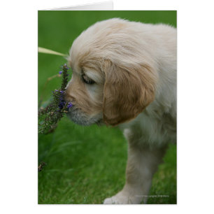 Chiot de golden retriever