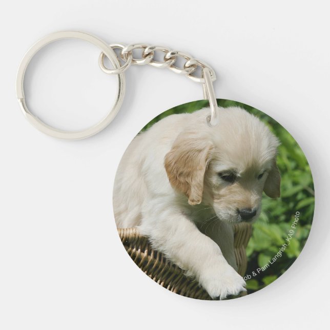 Chiot de golden retriever dans le panier (Devant)