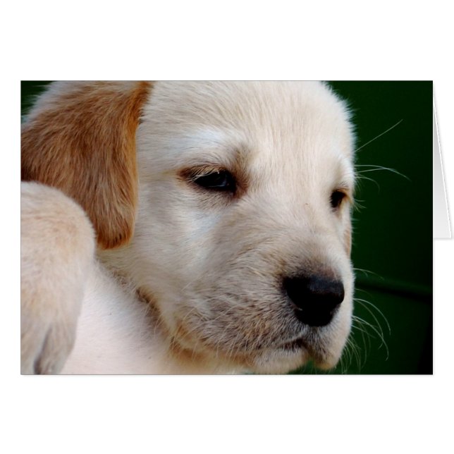 Chiot de laboratoire jaune (Devant horizontal)