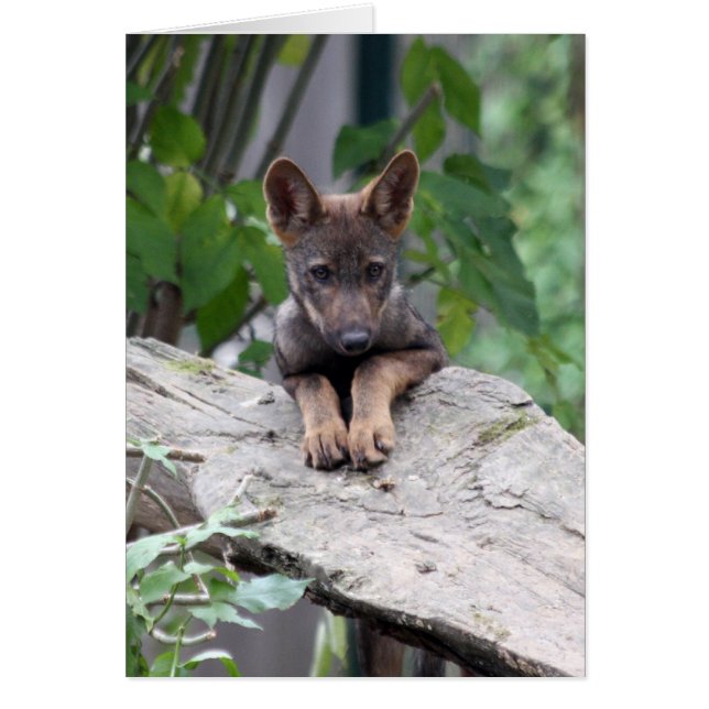 chiot de loup (Devant)