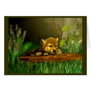 Chiot de loup
