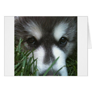 Chiot de Malamute d'Alaska