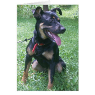 Chiot de mélange de dobermann