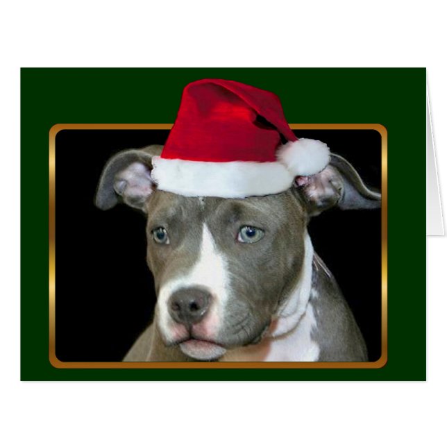 Chiot de Noël Pitbull (Devant horizontal)