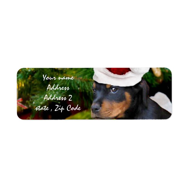 Chiot de Noël Rottweiler (Devant)