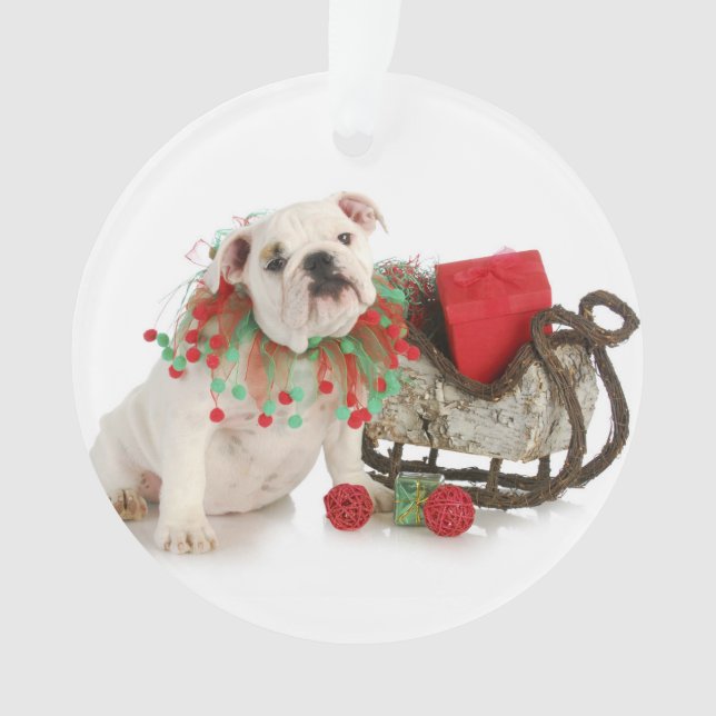 Chiot de Noël - séance anglaise de chiot de (devant)