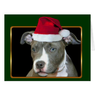 Chiot de Pitbull de Noël