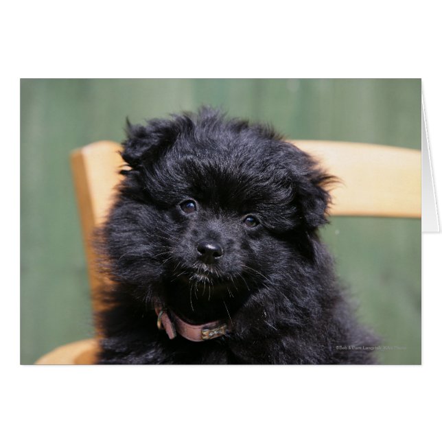 Chiot de Poméranie Noire (Devant horizontal)