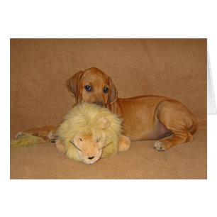 Chiot de Rhodesian Ridgeback