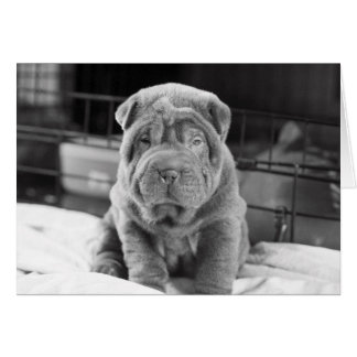 Chiot de Sharpei