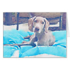 Chiot de Weimaraner