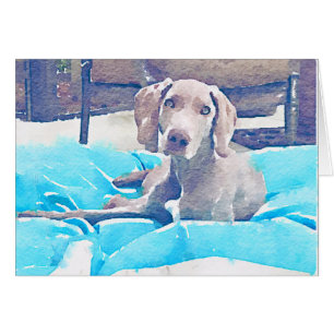 Chiot de Weimaraner