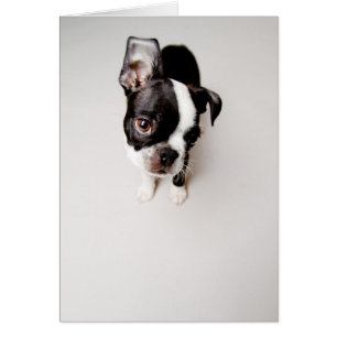 Chiot d'Edison Boston Terrier