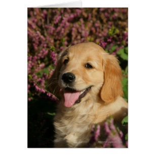 Chiot d'or de Retreiver