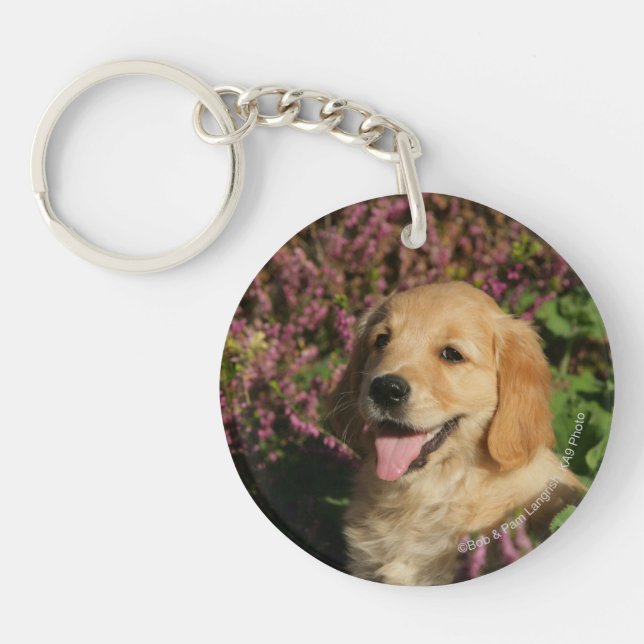 Chiot d'or de Retreiver (Devant)