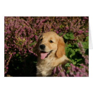Chiot d'or de Retreiver