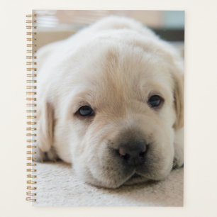 Chiot doré du Labrador doré