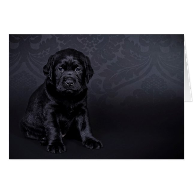 Chiot du Labrador noir (Devant horizontal)