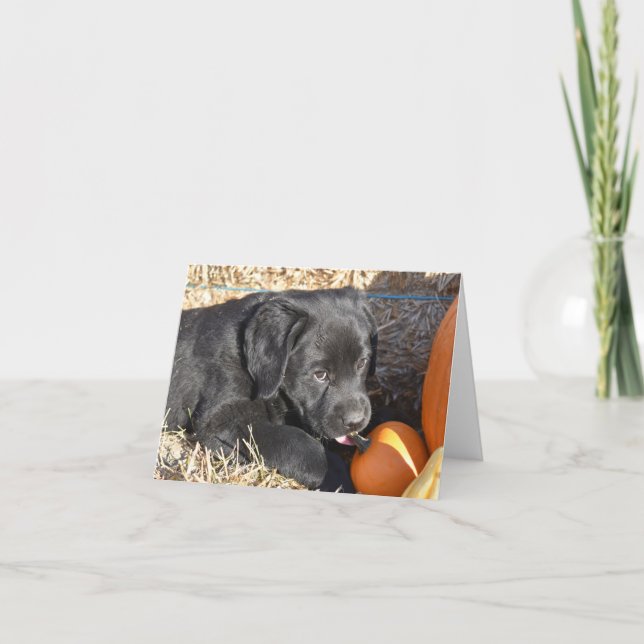 Chiot du Labrador noir avec Citrouille (Devant)