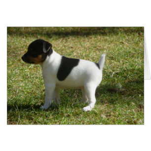 Chiot du Rat terrier P1010024