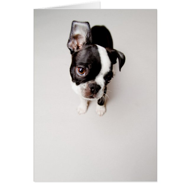 Chiot Edison Boston Terrier. (Devant)