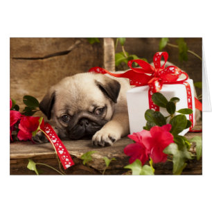 Chiot et boîte-cadeau de carlin