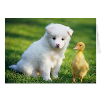 Chiot et canard