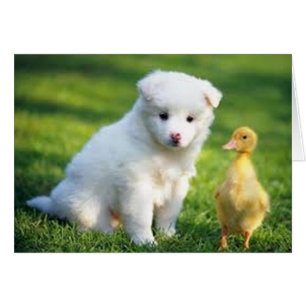 Chiot et caneton