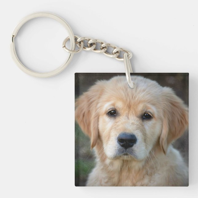 Chiot Golden Retriever (Devant)
