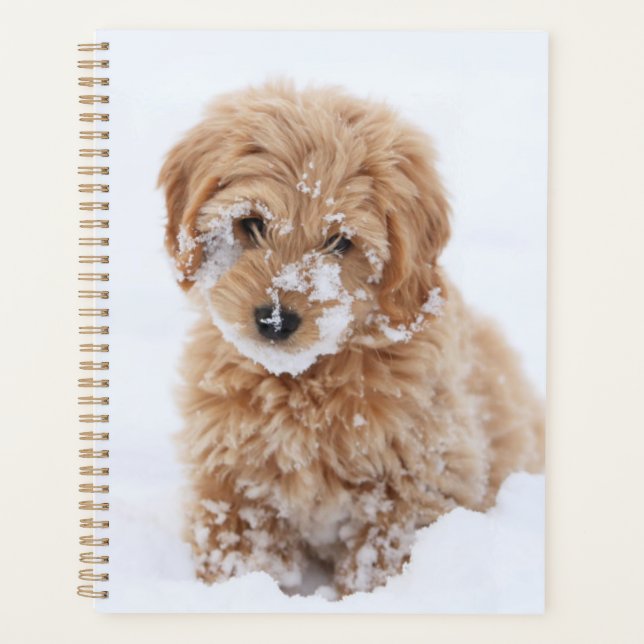Chiot Goldendoodé Avec Neige Sur La Face (Devant)