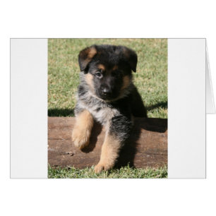 Chiot "grands maximum " allemand de berger