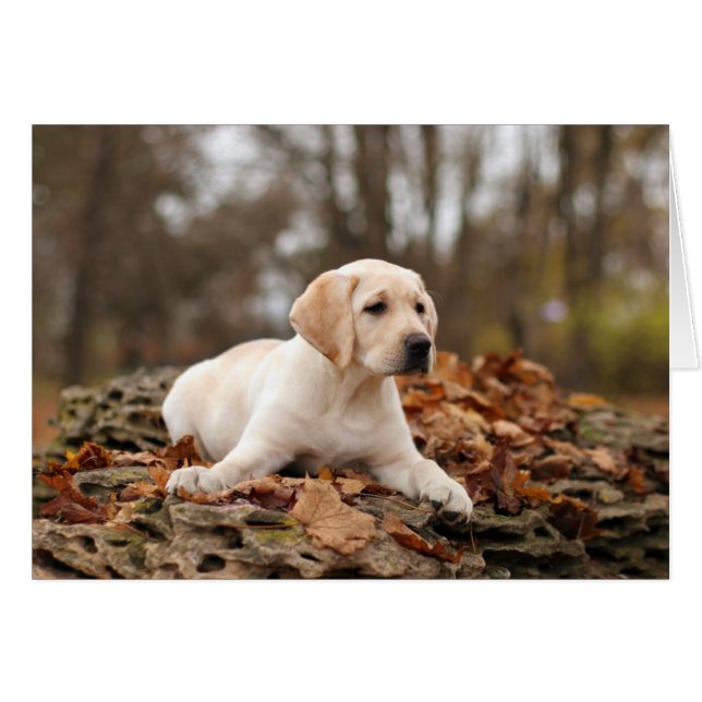 Chiot jaune du Labrador à l'automne (Devant horizontal)
