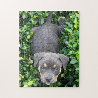 Chiot Jouant Dans Le Puzzle Bushes