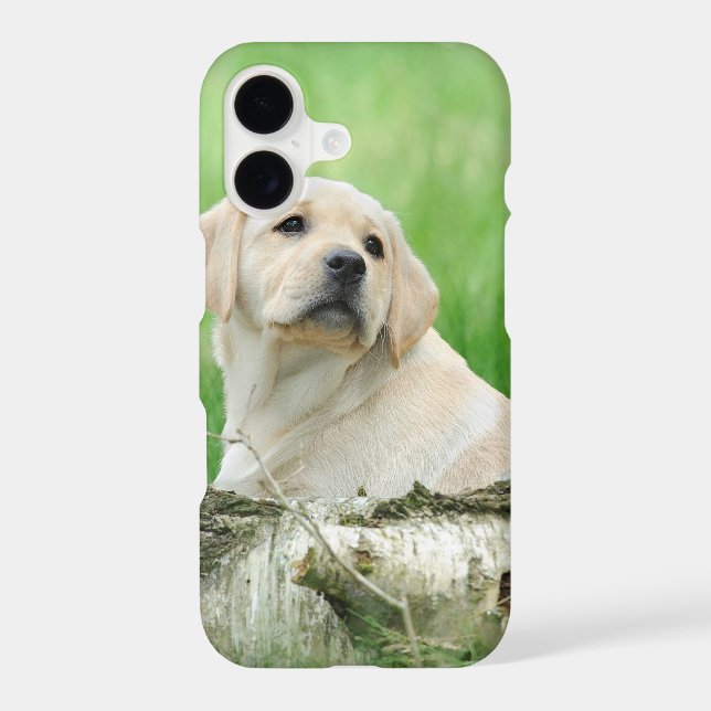 chiot labrador (Verso)
