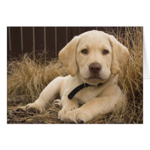 Chiot Labrador Retriever