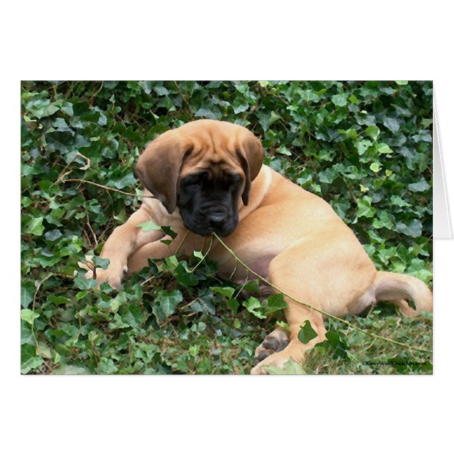 Chiot Mastiff en Ivy (Devant horizontal)
